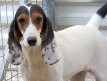 OLIVIA4, Hund, Litse Hound-Mix in Rheinbreitbach - Bild 20