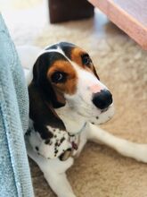 OLIVIA4, Hund, Litse Hound-Mix in Rheinbreitbach - Bild 7
