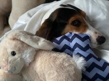 OLIVIA4, Hund, Litse Hound-Mix in Rheinbreitbach - Bild 9