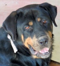 LINDA2, Hund, Rottweiler in Zypern - Bild 1