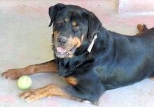 LINDA2, Hund, Rottweiler in Zypern - Bild 2