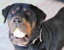 LINDA2, Hund, Rottweiler in Zypern - Bild 3