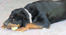 LINDA2, Hund, Rottweiler in Zypern - Bild 4