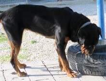 LINDA2, Hund, Rottweiler in Zypern - Bild 5