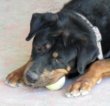 LINDA2, Hund, Rottweiler in Zypern - Bild 6