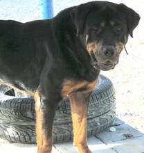 LINDA2, Hund, Rottweiler in Zypern - Bild 7