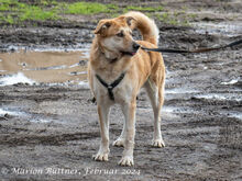 KONAN, Hund, Mischlingshund in Egelsbach - Bild 1