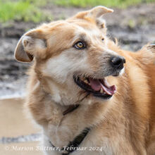 KONAN, Hund, Mischlingshund in Egelsbach - Bild 2