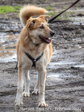 KONAN, Hund, Mischlingshund in Egelsbach - Bild 3