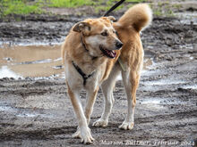 KONAN, Hund, Mischlingshund in Egelsbach - Bild 4