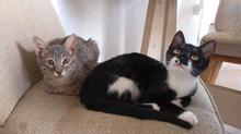 FIFI, Katze, Hauskatze in Griechenland - Bild 3