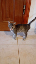 FIFI, Katze, Hauskatze in Griechenland - Bild 4