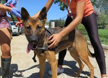 ANDREAS, Hund, Malinois-Mix in Spanien - Bild 1