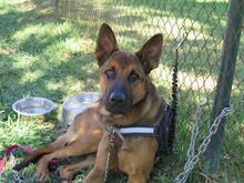 ANDREAS, Hund, Malinois-Mix in Spanien - Bild 2