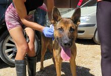 ANDREAS, Hund, Malinois-Mix in Spanien - Bild 3