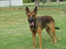 ANDREAS, Hund, Malinois-Mix in Spanien - Bild 4