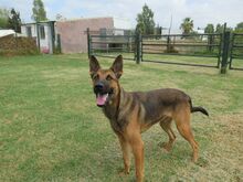 ANDREAS, Hund, Malinois-Mix in Spanien - Bild 5