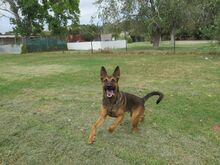 ANDREAS, Hund, Malinois-Mix in Spanien - Bild 6