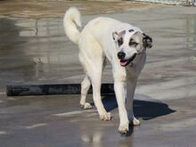 CLARA, Hund, Mastin del Pirineos in Spanien - Bild 2