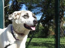 CLARA, Hund, Mastin del Pirineos in Spanien - Bild 5