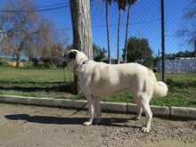 CLARA, Hund, Mastin del Pirineos in Spanien - Bild 6