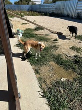 IDA, Hund, Mischlingshund in Bulgarien - Bild 4