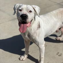 BLISTER, Hund, Dogo Argentino in Spanien - Bild 1