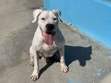 BLISTER, Hund, Dogo Argentino in Spanien - Bild 2