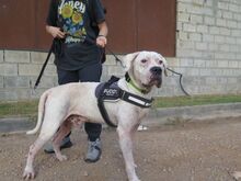 BLISTER, Hund, Dogo Argentino in Spanien - Bild 3