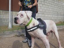 BLISTER, Hund, Dogo Argentino in Spanien - Bild 4