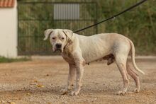 BLISTER, Hund, Dogo Argentino in Spanien - Bild 5