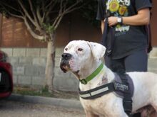 BLISTER, Hund, Dogo Argentino in Spanien - Bild 6