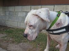 BLISTER, Hund, Dogo Argentino in Spanien - Bild 7