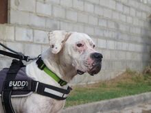 BLISTER, Hund, Dogo Argentino in Spanien - Bild 8