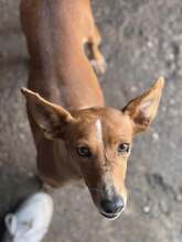 CANELI, Hund, Podenco in Spanien - Bild 1