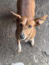 CANELI, Hund, Podenco in Spanien - Bild 2