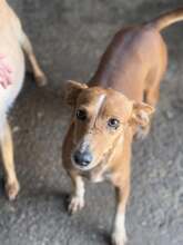 CANELI, Hund, Podenco in Spanien - Bild 3