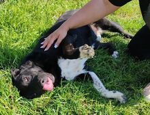 BOY, Hund, Mischlingshund in Rumänien - Bild 3