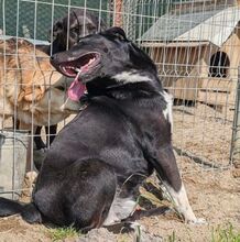 BOY, Hund, Mischlingshund in Rumänien - Bild 7