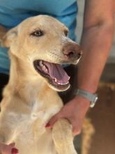 OLMO, Hund, Podenco in Spanien - Bild 1