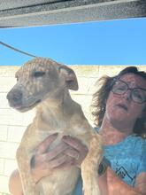 OLMO, Hund, Podenco in Spanien - Bild 3