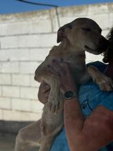 OLMO, Hund, Podenco in Spanien - Bild 5