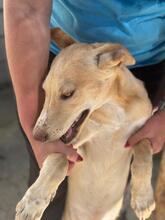 OLMO, Hund, Podenco in Spanien - Bild 8