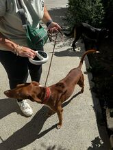 ISAIAH, Hund, Podenco in Spanien - Bild 2