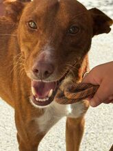 ISAIAH, Hund, Podenco in Spanien - Bild 3