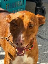 ISAIAH, Hund, Podenco in Spanien - Bild 4