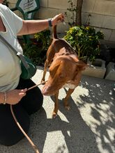 ISAIAH, Hund, Podenco in Spanien - Bild 6