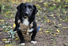 SWAZI, Hund, Dackel-Mix in Ungarn - Bild 1