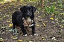 SWAZI, Hund, Dackel-Mix in Ungarn - Bild 2