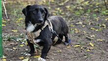 SWAZI, Hund, Dackel-Mix in Ungarn - Bild 3